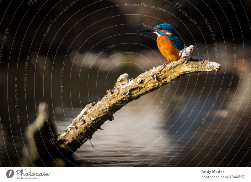 The Kingfisher ( Eisvogel ) Natur Tier Wasser Flussufer Wildtier Vogel 1 hocken leuchten glänzend blau orange small bird animal kingfisher wildlife colorful
