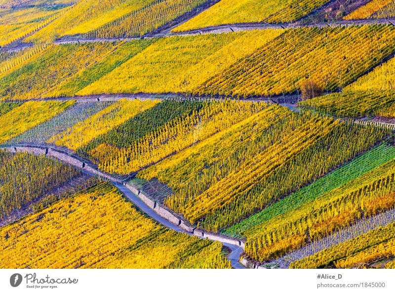 Moselwein Goldener Herbstlandschaft Ferien & Urlaub & Reisen Tourismus Ausflug wandern Landwirtschaft Forstwirtschaft Industrie Natur Landschaft Urelemente