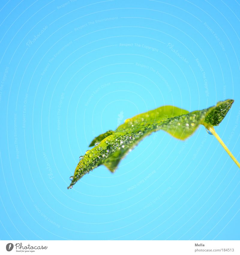 Taufrisch Farbfoto Außenaufnahme Menschenleer Textfreiraum oben Tag Umwelt Natur Pflanze Wassertropfen Himmel Blatt Tropfen glänzend nass blau grün Stimmung