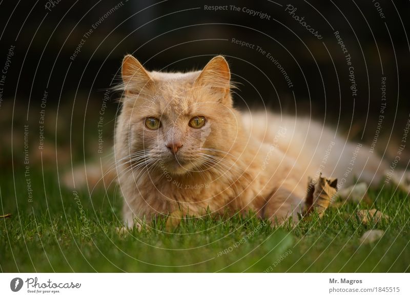 Kater Olli guckt neugierig... Sommer Tier Katze 1 liegen Neugier Farbfoto Außenaufnahme Nahaufnahme Tag Starke Tiefenschärfe Tierporträt Vorderansicht