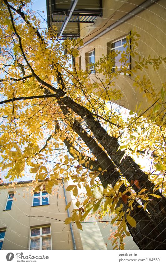 Oktober Blatt mehrfarbig Gold Herbst Jahreszeiten Herbstlaub Haus hinterhaus Hinterhof Etage Mieter Vermieter Baum Baumstamm Fenster herbstfrosch