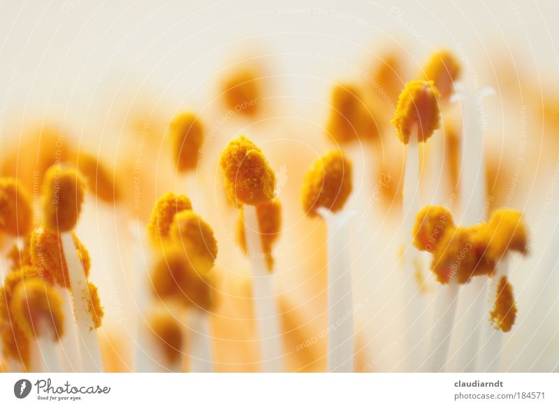Hatschie! Farbfoto Nahaufnahme Detailaufnahme Makroaufnahme Menschenleer Schwache Tiefenschärfe Natur Pflanze Frühling Sommer Blume Blüte Blühend trocken gelb