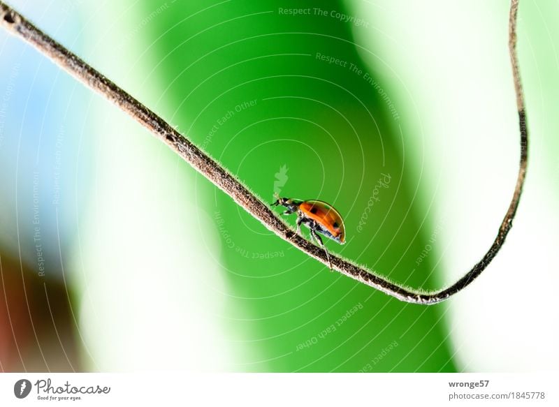 Aufwärtsbewegung Frühling Sommer Herbst Tier Nutztier Wildtier Käfer Marienkäfer Insekt 1 Bewegung laufen klein blau braun grün rot schwarz weiß Kraft