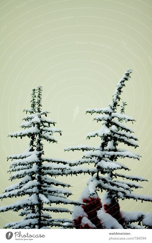 Sträucher im Schnee Farbfoto Außenaufnahme Park ästhetisch Winter