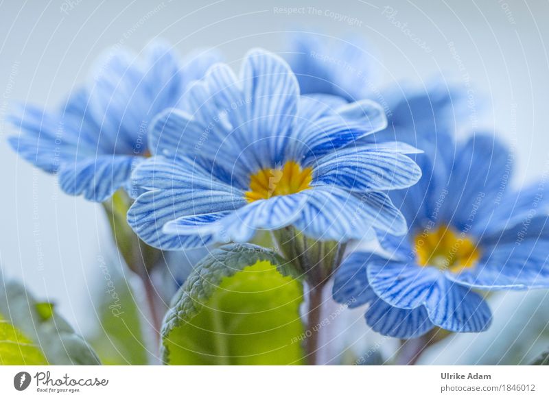 Blau - Weiß gestreifte Frühlingsprimel 'Zebra' / Primula Design Garten Innenarchitektur Tapete Bild Poster Muttertag Ostern Natur Pflanze Blume Blatt Blüte