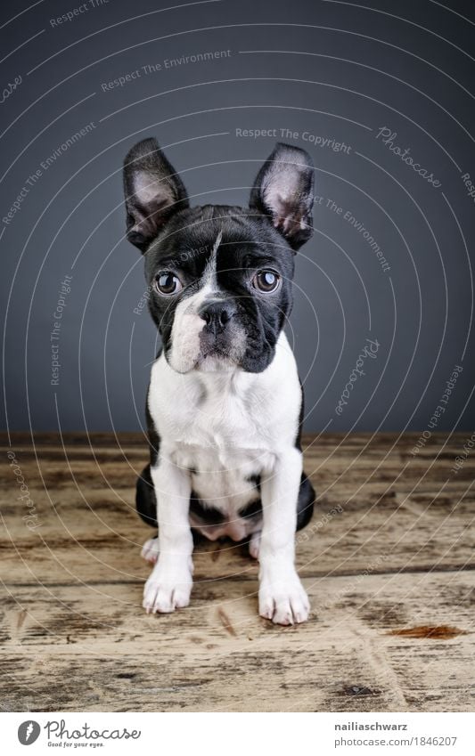 Boston Terrier Studio Portrait Stil Freude Tier Haustier Hund 1 entdecken Blick sitzen Freundlichkeit Fröhlichkeit schön lustig Neugier niedlich positiv