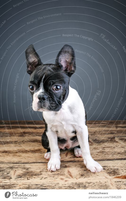 Boston Terrier Studio Portrait Stil Freude Tier Haustier Hund Tiergesicht französische bulldoge 1 Holzbrett Holztisch beobachten Kommunizieren Blick kuschlig