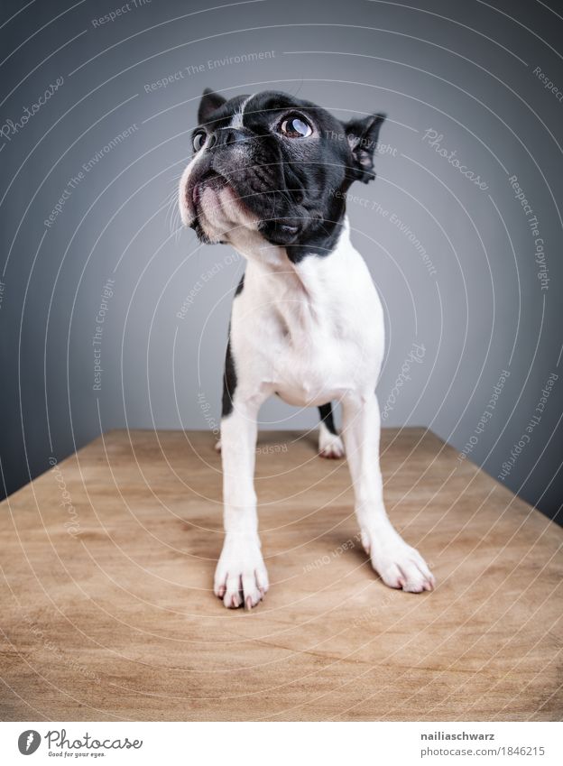 Boston Terrier Studio Portrait Stil Freude Tier Haustier Hund Tiergesicht 1 Tierjunges Holz Tisch Holztisch beobachten entdecken Blick stehen einfach frech
