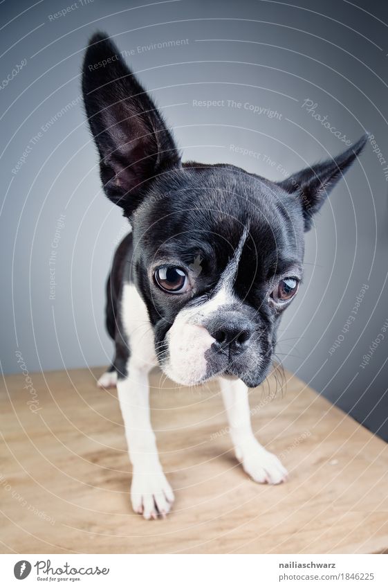 Boston Terrier Studio Portrait Stil Freude Tier Haustier Hund Welpe Bulldogge beobachten Blick warten Freundlichkeit Fröhlichkeit Neugier niedlich positiv schön