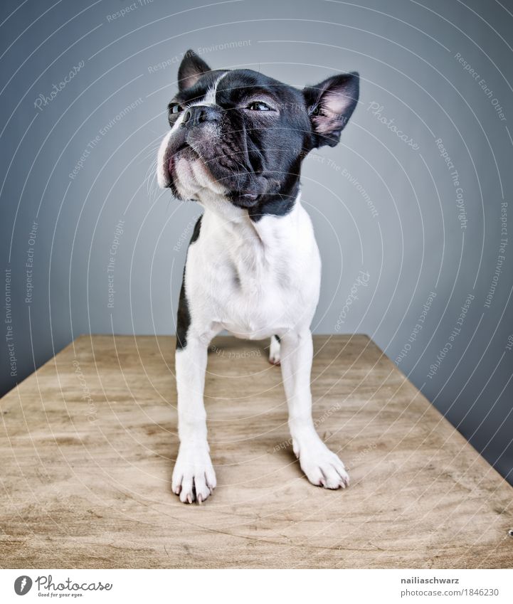 Boston Terrier Studio Portrait Stil Freude Tier Haustier Hund Tiergesicht französische Bulldogge 1 Tisch beobachten hören Blick stehen elegant frech listig