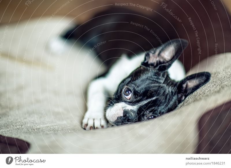 Boston Terrier Fina Stil Freude Erholung Tier Haustier Hund Welpe französische Bulldogge 1 Tierjunges Bettwäsche hundebett beobachten liegen Blick träumen frech