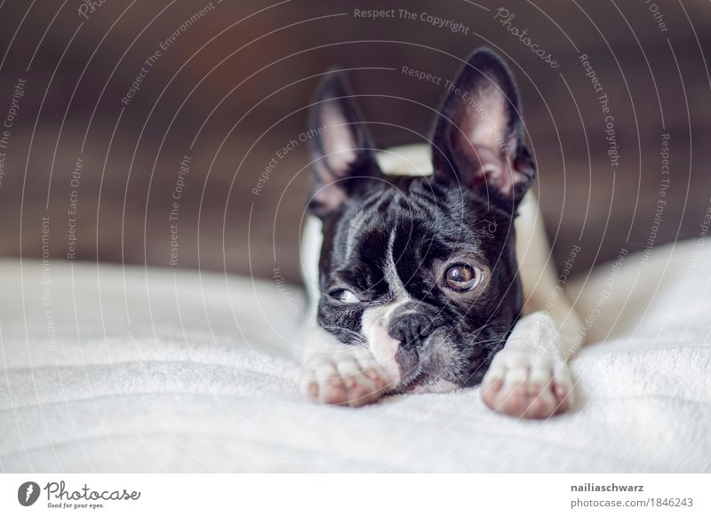 Boston Terrier Welpe Stil Freude Tier Hund 1 Tierjunges Decke Bett beobachten Erholung Blick schlafen frech lustig natürlich niedlich positiv schön Geborgenheit