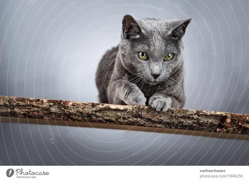Russisch Blau Katze elegant Tier Tiergesicht 1 Holz Holzbank beobachten entdecken liegen Blick authentisch Coolness schön listig lustig natürlich Neugier