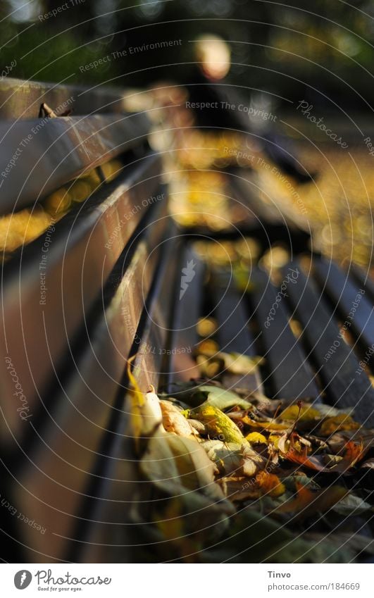 Profil eines Herbsttages Farbfoto Außenaufnahme Tag Licht Schatten Schwache Tiefenschärfe Halbprofil Erholung ruhig Umwelt Natur Schönes Wetter Blatt Park alt