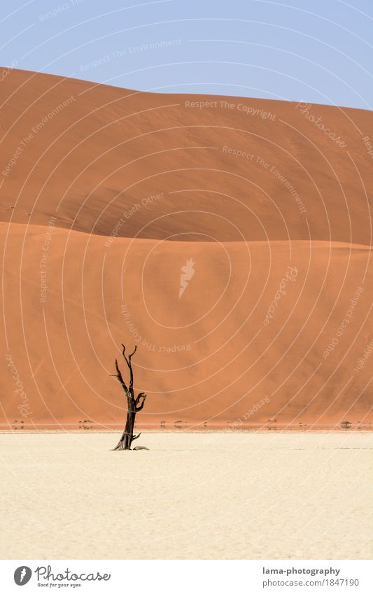 verloren. Ferien & Urlaub & Reisen Ausflug Abenteuer Sightseeing Urelemente Sand Wärme Dürre Baum Wüste Namib Düne Sossusvlei Namibia Afrika heiß trocken