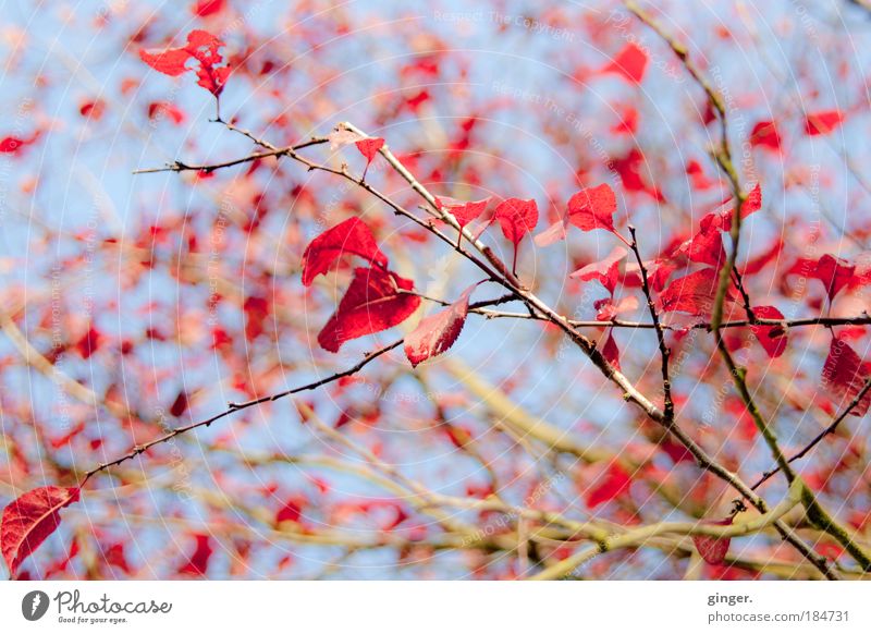 Herbstflitter Natur Himmel Schönes Wetter Baum Sträucher Blatt blau braun rot Zweige u. Äste verzweigt Licht hell fallen Jahreszeiten oben Herbstfärbung Geäst