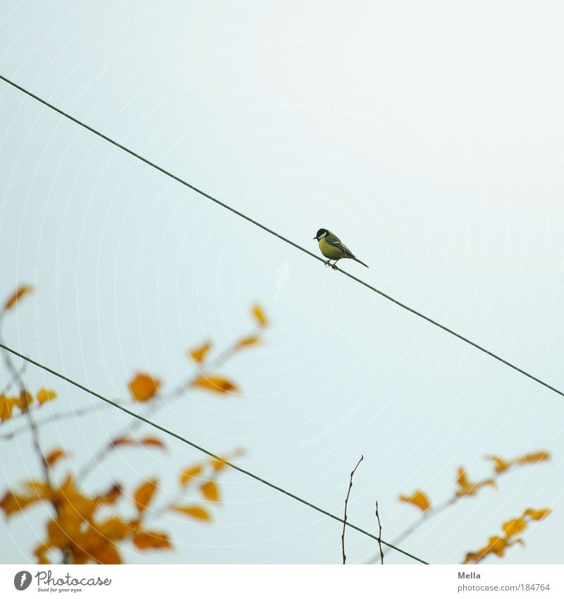 Meisenherbst Kabel Elektrizität Umwelt Natur Tier Himmel Herbst Blatt Vogel Kohlmeise 1 Linie hocken sitzen frei klein niedlich grau Einsamkeit Freiheit Ast