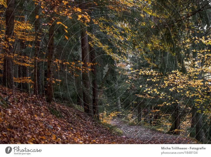 Waldweg im Herbst wandern Landwirtschaft Forstwirtschaft Umwelt Natur Landschaft Pflanze Erde Baum Blatt Erholung fallen leuchten verblüht dehydrieren natürlich