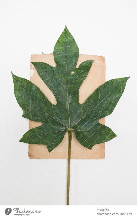 Herbarium Kunst Natur Pflanze Blatt exotisch ästhetisch authentisch außergewöhnlich elegant einzigartig braun grün Bildung Design Kreativität retro
