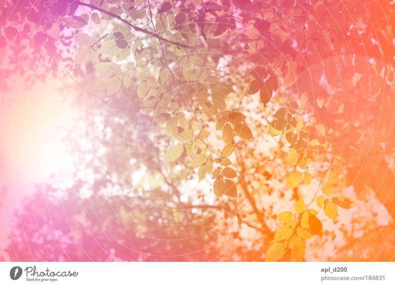 Farbwald Farbfoto mehrfarbig Außenaufnahme Experiment abstrakt Menschenleer Tag Licht Lichterscheinung Sonnenlicht Gegenlicht Schwache Tiefenschärfe