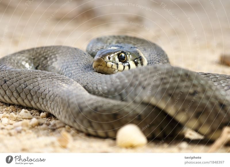 Abschluss oben der Grasschlange, die auf dem Boden sich aalt schön Haut Natur Tier Schlange wild schwarz Angst natrix Reptil Tierwelt Zoologie kaltblütig Kopf
