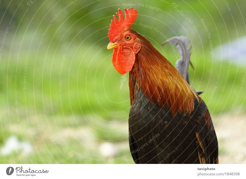Nahaufnahme des bunten Hahns Fleisch elegant schön Mann Erwachsene Natur Tier Vogel stehen hell natürlich braun grün rot Stolz Farbe Federvieh Geflügel Hähnchen