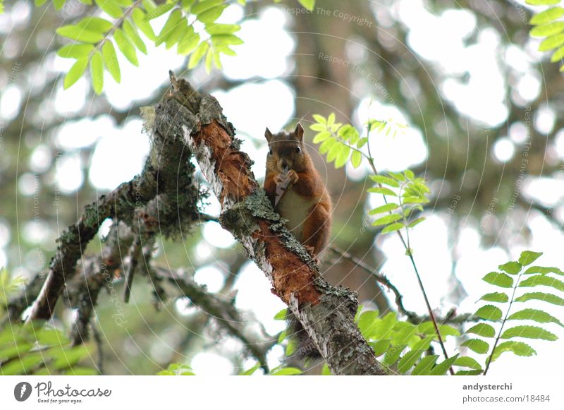 B-Hörnchen Wald Baum Tier Nagetiere Verkehr eichhörnchenm Ast