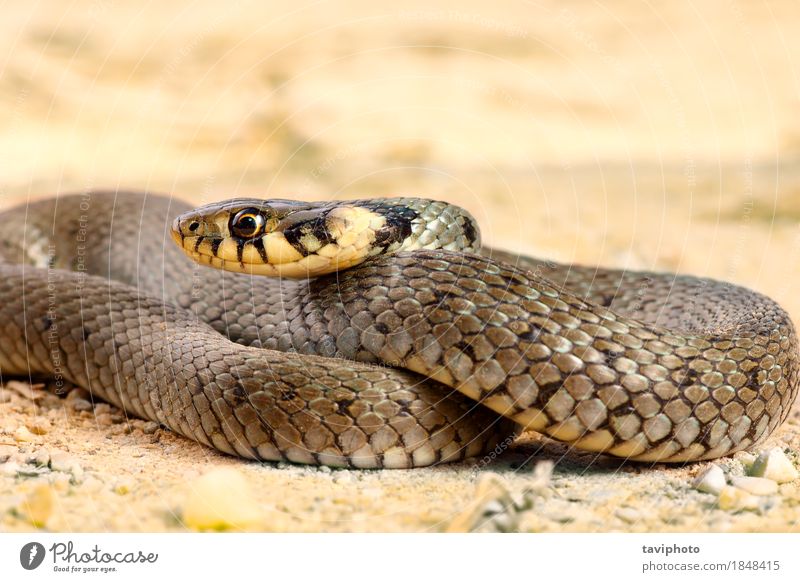Jugendgrasschlangenabschluß oben Gesicht Leben Natur Tier Gras Schlange wild grau Angst Farbe Tierwelt Reptil Raubtier Gefahr schlittern reptilisch Auge