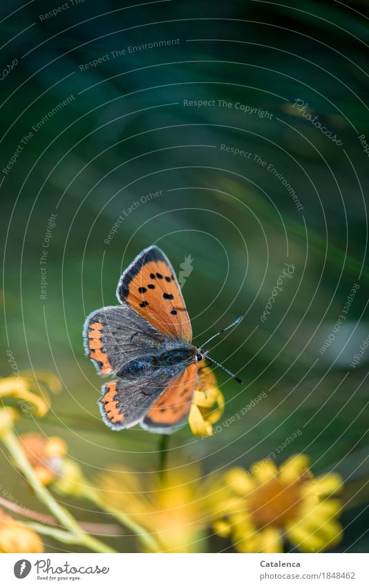 Lebenselixier | Nektar; Schmetterling sitzt auf einer gelben Blume Natur Pflanze Tier Sommer Wiese 1 Blühend Duft fliegen Fressen trinken ästhetisch schön braun