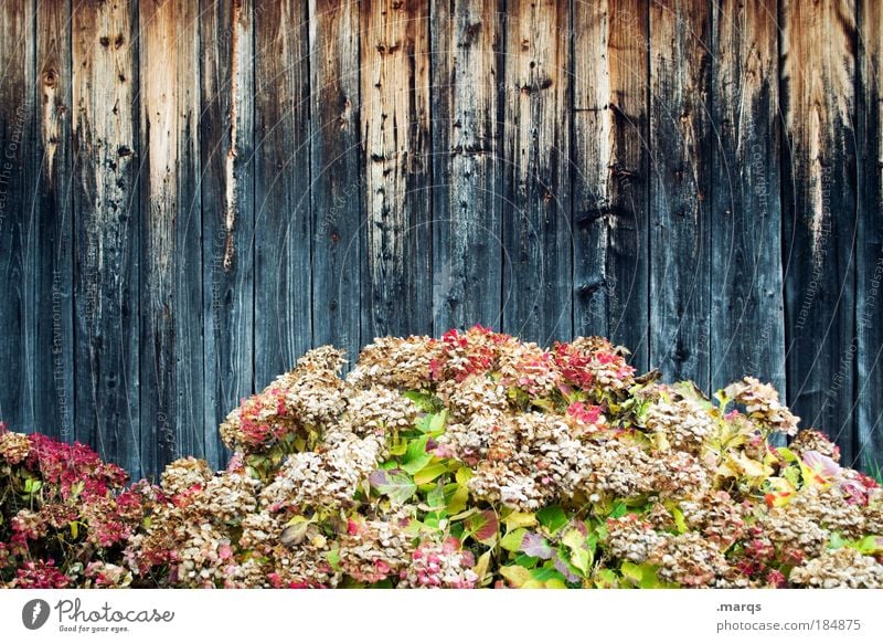 Trockenblumen Farbfoto mehrfarbig Außenaufnahme Textfreiraum Mitte Tag Natur Pflanze Herbst Blume Mauer Wand Fassade Blühend dehydrieren ästhetisch