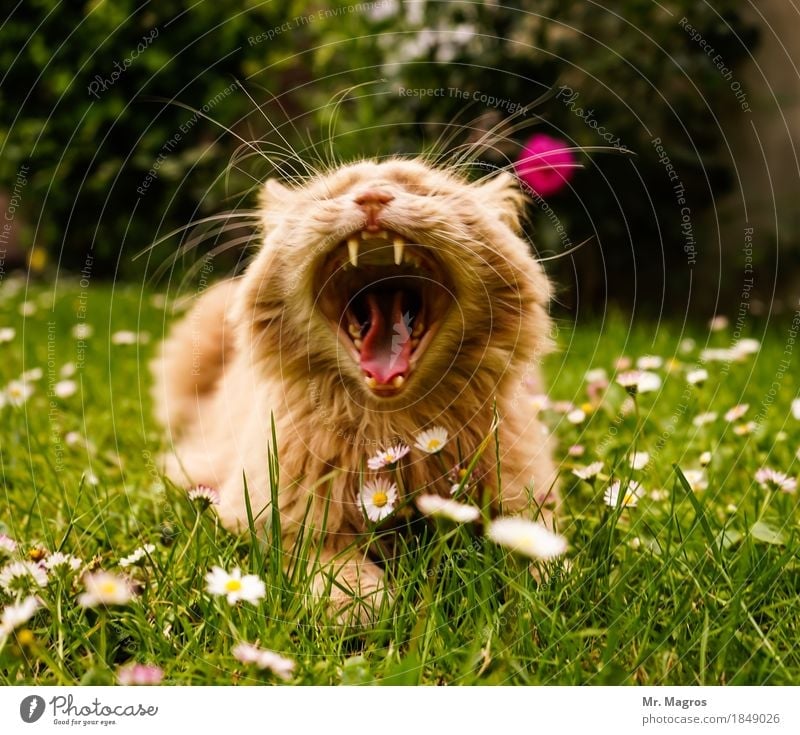 Kater Olli Tier Katze 1 liegen Müdigkeit Trägheit bequem Farbfoto Außenaufnahme Tag Schwache Tiefenschärfe Tierporträt Blick nach vorn