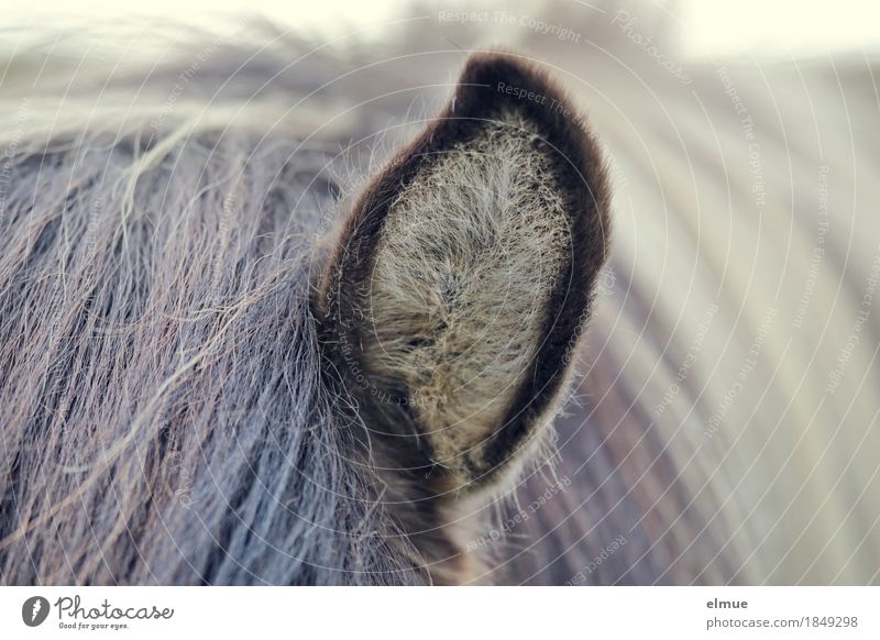 Radartüte Island Island Ponys Pferd Ohr Mähne Fell Horch hören kuschlig weich Vertrauen Tierliebe Neugier Interesse Stolz Partnerschaft Erwartung Gelassenheit