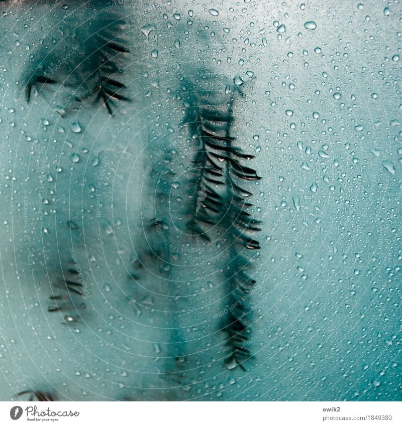 Hydrophobie Umwelt Natur Wassertropfen Zweig Nadelbaum Tannennadel Kunststoff hängen nah nass Regen Regenschirm Schutz Stoff hydrophob türkis durchscheinend