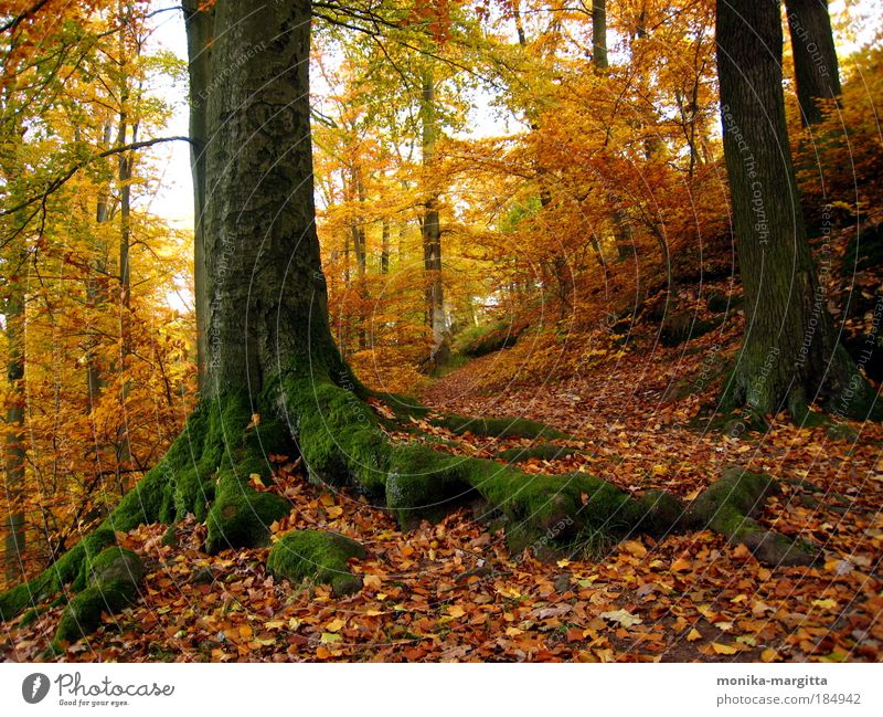 Goldener Herbst 1 Farbfoto Außenaufnahme Menschenleer Sonnenlicht Starke Tiefenschärfe Zentralperspektive harmonisch ruhig Landschaft Erde Schönes Wetter Baum