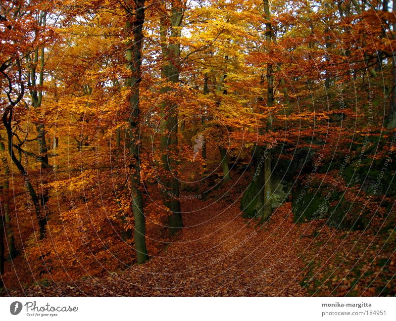 Goldener Herbst 2 Natur Landschaft Schönes Wetter Baum Wald Felsen Menschenleer Wege & Pfade Zufriedenheit Geborgenheit ruhig Farbfoto Außenaufnahme Tag