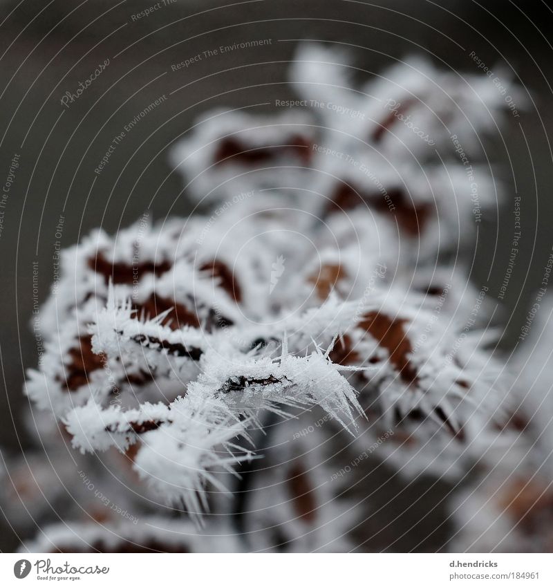 frozen Natur Pflanze Winter Eis Frost Blatt Wildpflanze Feld beobachten berühren entdecken frieren genießen träumen Traurigkeit verblüht dunkel kalt stachelig