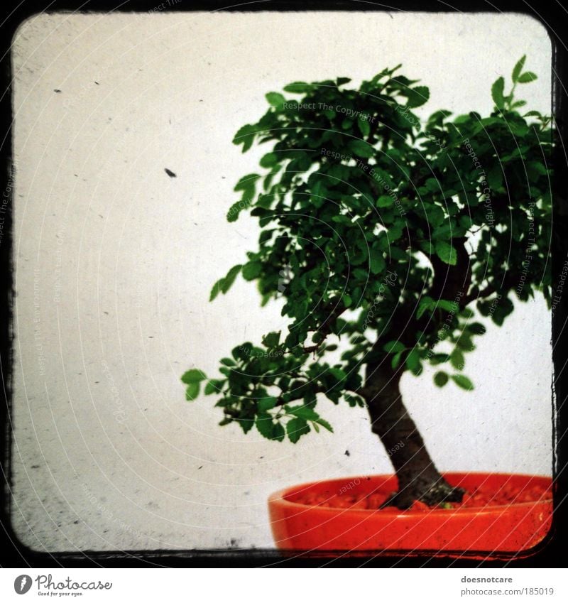 Penzai. Pflanze Baum grün orange Bonsai Kamerawurf analog Zimmerpflanze Rahmen praktica klein Miniatur penzai penjing Japan China Gartenkunst Farbfoto