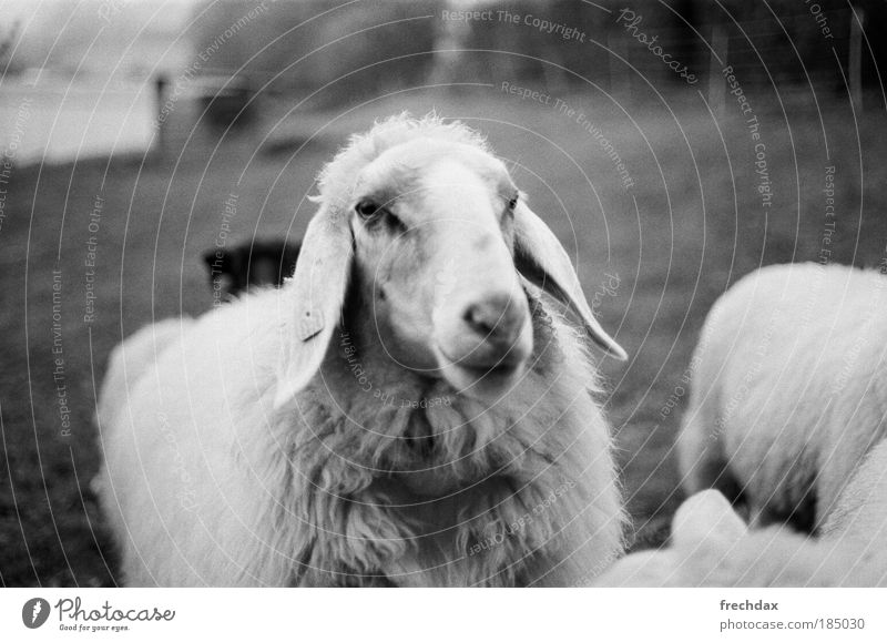 da mothersheep Nutztier Tiergesicht Fell Tiergruppe grün schwarz silber weiß analog Kodak TRI - X 400 Canon T70 50mm ƒ 1.8 Schwarzweißfoto Außenaufnahme