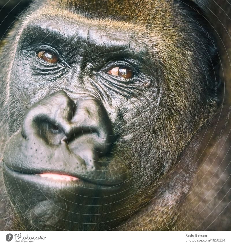 Schwarzes Gorilla-Porträt Gesicht Umwelt Natur Tier Wald Wildtier Tiergesicht 1 beobachten Blick Freundlichkeit groß muskulös niedlich stark wild braun schwarz