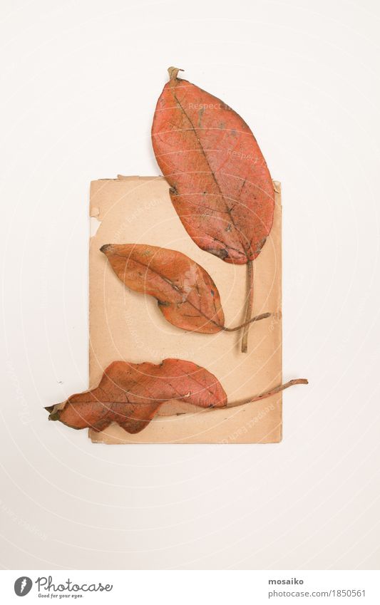 Herbarium Kunst Umwelt Natur Pflanze Herbst Blatt Wildpflanze exotisch ästhetisch Zufriedenheit Farbe Inspiration herbstlich altehrwürdig poetisch Fundstück