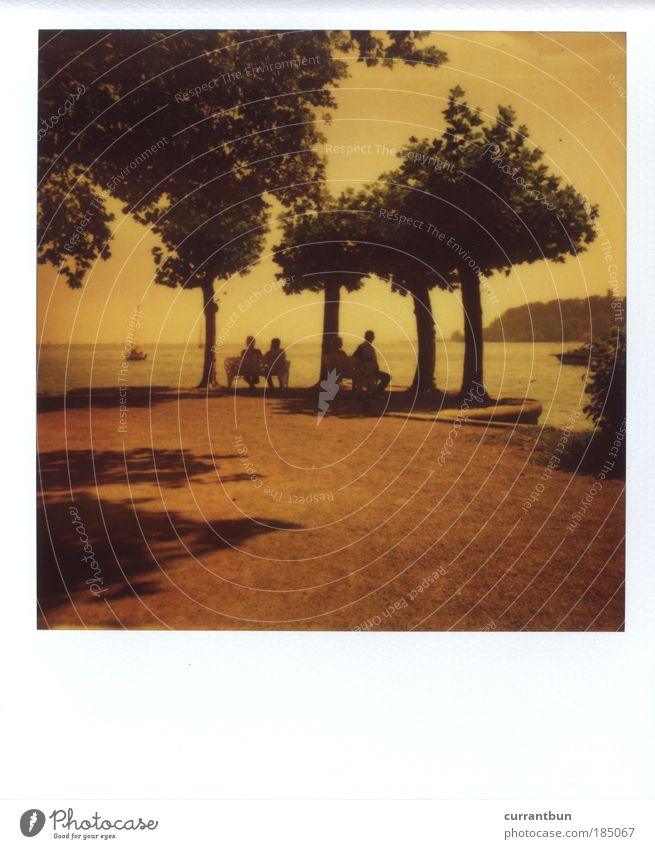 ...auf die alten Tage Wasser Idylle Kunst Natur stagnierend Stimmung Polaroid polaroid 200 779 Baum Mensch Bodensee Insel Mainau Bank sitzen Blick Seeufer