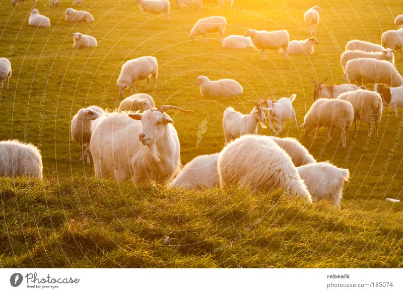 Zur goldenen Ziege Gras Wiese Tier Nutztier Ziegen Schaf Tiergruppe Herde Fressen stehen leuchten Glück nachhaltig natürlich saftig Stimmung Zufriedenheit