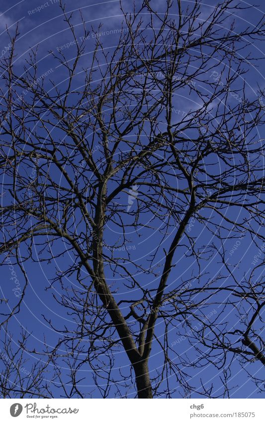 Kalter Ast vor blauem Himmel Wolken Herbst Schönes Wetter Pflanze Baum einfach kalt braun schwarz Stimmung Natur Farbfoto Außenaufnahme Menschenleer Tag