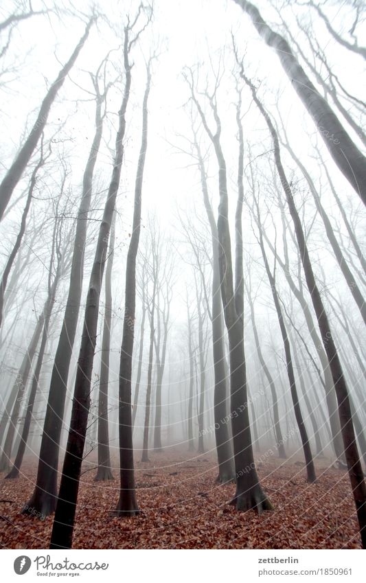 Nebel im Hochwald Wald Laubwald Baum Baumstamm Ast Zweig Buche Buchenwald Forstwirtschaft Holz Herbst Winter Dunst Himmel Farblosigkeit kalt trüb Traurigkeit