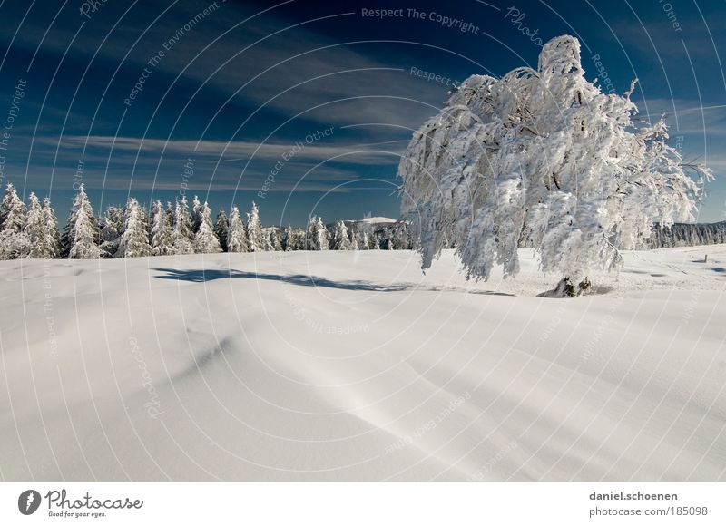für Winterliebhaber Ferien & Urlaub & Reisen Tourismus Freiheit Schnee Winterurlaub Landschaft Himmel Schönes Wetter Baum Wald hell kalt blau weiß Horizont