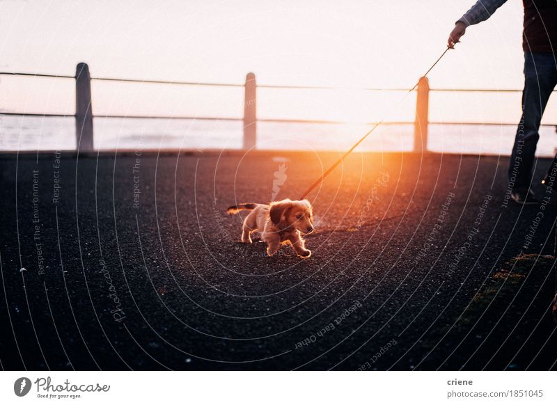 Entzückender Welpe, der auf Promenade im Sonnenuntergang spielerisch läuft Lifestyle Freude schön Schönes Wetter Park Straße Tier Haustier Hund 1 klein lustig