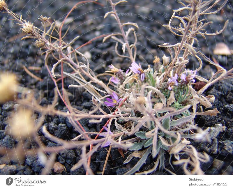 Nährboden Umwelt Natur Pflanze Erde Winter Blume Wildpflanze Park Felsen Vulkan Wüste Stein Blühend Wachstum ästhetisch Erfolg einzigartig natürlich violett