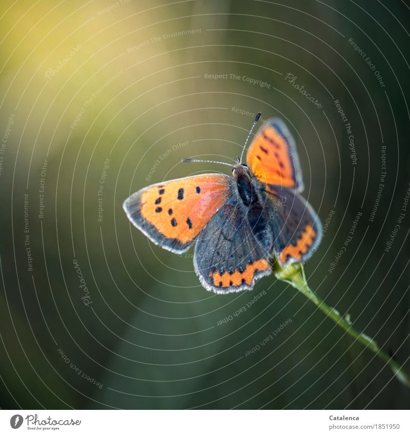 Kleiner Feuerfalter Natur Sommer Wiese Schmetterling 1 Tier beobachten fliegen ästhetisch elegant gelb grau grün orange Fröhlichkeit Flatterhaftigkeit Kurzlebig