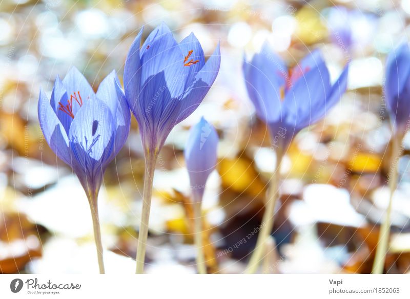 Blauer Blumenkrokus im Wald Sommer Sonne Garten Umwelt Natur Landschaft Pflanze Sonnenlicht Frühling Blatt Blüte Wildpflanze Wiese frisch hell natürlich blau