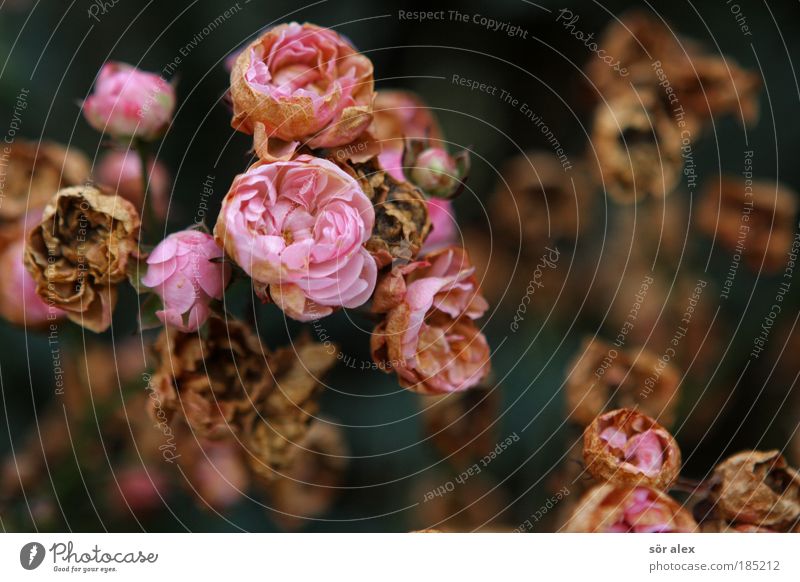 Zeitgebunden Pflanze Blume Rose Blüte Blühend Duft verblüht dehydrieren schön rosa Stimmung Traurigkeit Trauer Zufriedenheit bedrohlich Natur Vergänglichkeit
